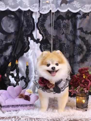 20231007モコくん